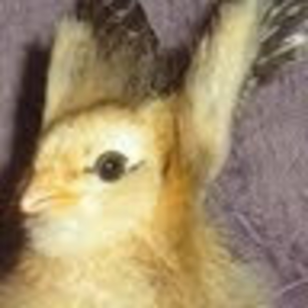 Meet your Posher, Bianca